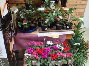 ツバキとミニシクラメン