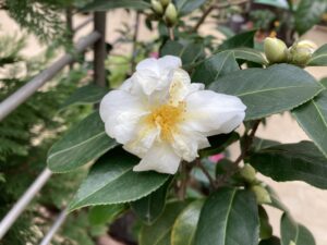 ツバキ　バターミント