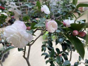 ツバキ　シナモンシンディ