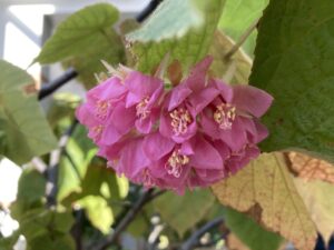 2024年1月4日のドンベヤ