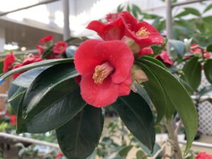 ツバキ 天倫寺月光