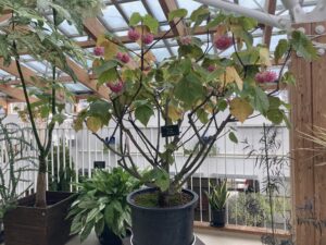 見頃のドンベヤの鉢