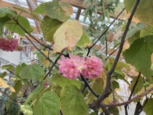 一節から連なって咲くドンベヤ