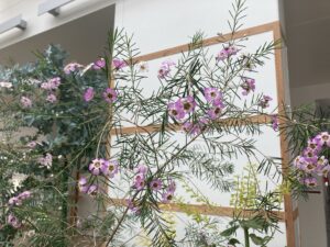 ワックスフラワー