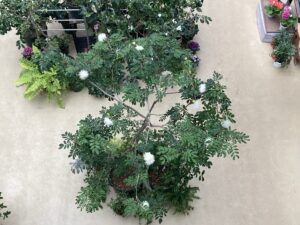 カリアンドラを2階から見たようす