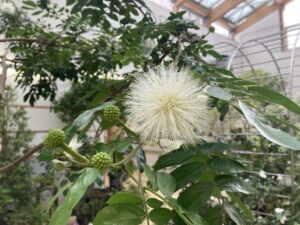 カリアンドラハエマトケファラ