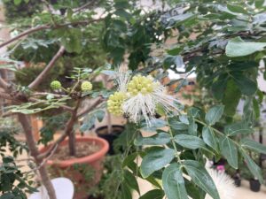 つぼみからおしべがでるようす