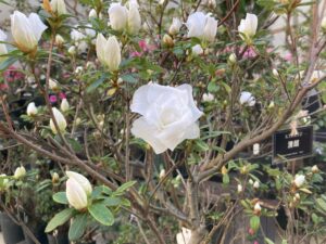 アザレア　晴朗