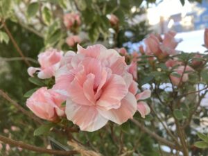 アザレア　朝日