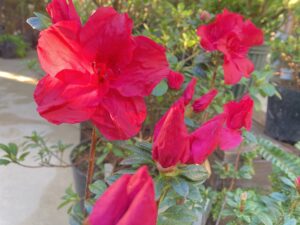 アザレア　紅姉妹