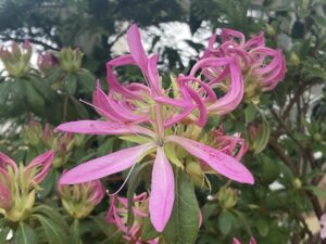 モチツツジ　花火