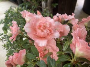 アザレア　コンデディスディカーチーフ