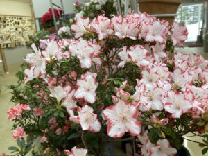 アザレア　ザクセンスター