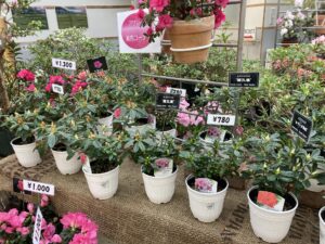 ヒラドツツジの鉢の販売