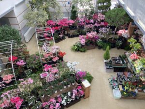 2階から望むアザレアの展示