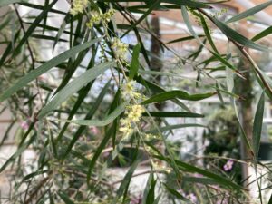 アカシア フロリバンダ