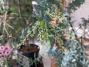 ギンヨウアカシアのつぼみ