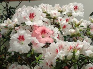 枝変わりで色違いの花が咲くアザレア