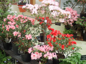 淡いピンクから鮮やかな赤系まで華やかなアザレア