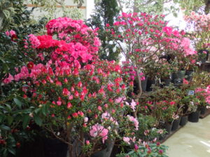 開花が進み色鮮やかになってきた大株のアザレア