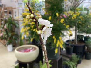 剪定枝から咲いたウメ