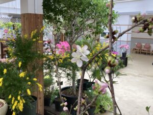 剪定した枝から咲くサクラ