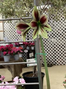 アマリリス　パピリオ