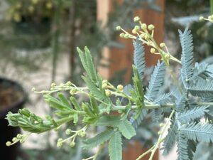 ギンヨウアカシアのつぼみ