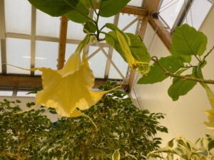 ブルグマンシアの花