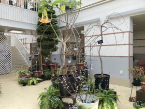 緑のセンターアトリウムのシダレザクラとウメの枝