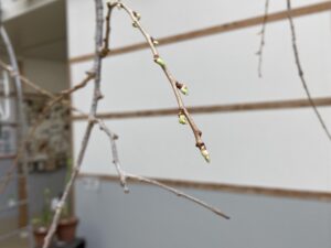 シダレザクラの花芽