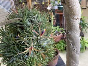 チランジア　イオナンタ