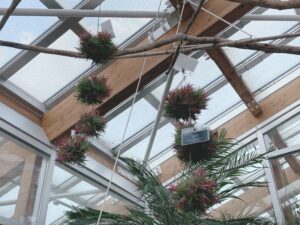 温室のチランジア　イオナンタ