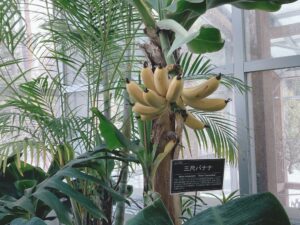 三尺バナナの実