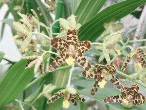 アンセリア　アフリカーナの花