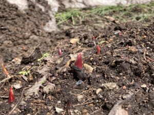 チューリップの芽