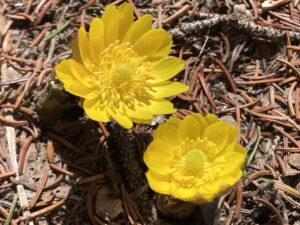 緑のセンターだより4月号