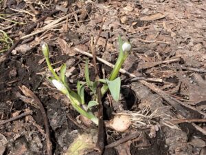 スノードロップ