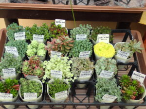 セダムなど多肉植物のアソート