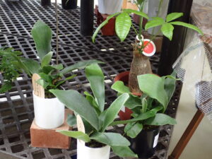 ビフルカツム ネザーランド