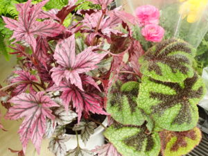 レックスベゴニア