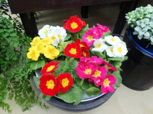 色鮮やかなプリムラ