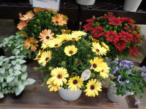 カラフルな色のオステオスペルマム（赤・橙・黄花）