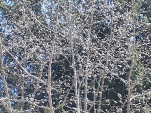 キタコブシのようす