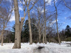 野草園へ向かうヤチダモ並木