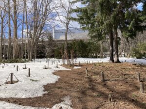 野草園のようす