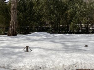 野草園カタクリエリアは まだ雪の下