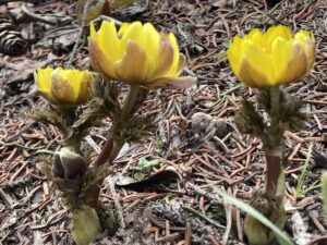 フクジュソウのようす