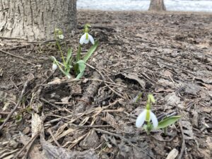 ヤチダモの下のスノードロップ