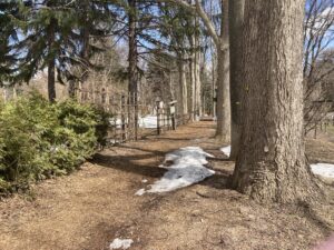 雪が解けたヤチダモ並木